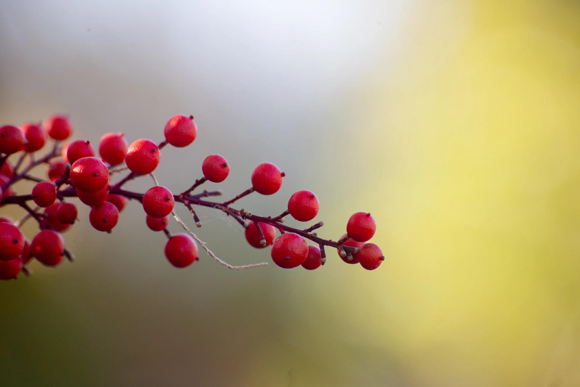 Tamron_converto_135mm_bokeh Tamron converto 135mm bokeh