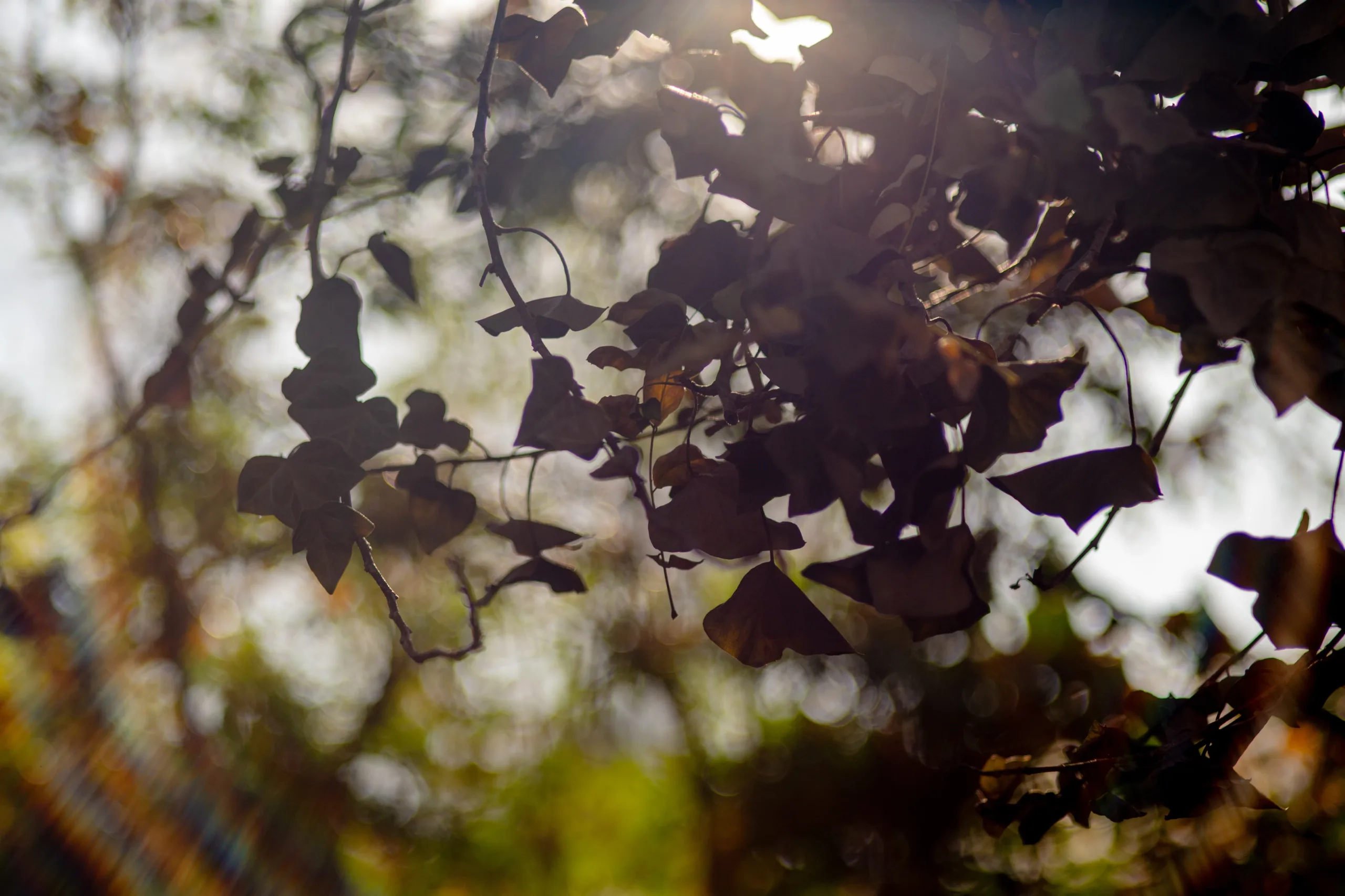 Tamron_converto_135mm_bokeh2 Tamron converto 135mm bokeh2 scaled