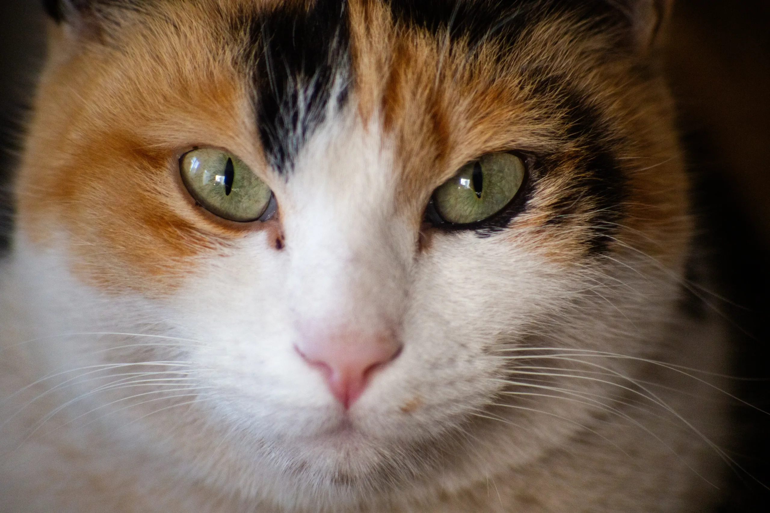 Tamron_converto_135mm_makro Tamron converto 135mm makro scaled