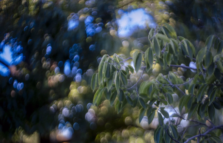 Meyer Optik Gorlitz Domiplan 2 copy