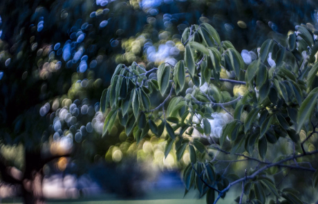 Meyer Optik Gorlitz Domiplan 3 copy