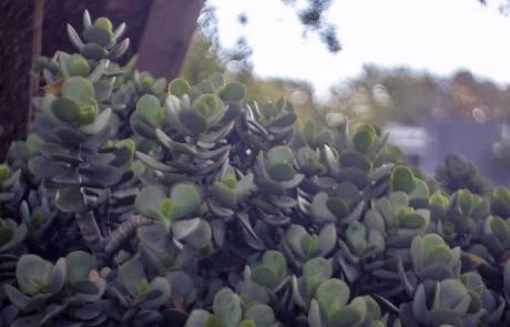 Meyer Optik Gorlitz Domiplan 4 copy