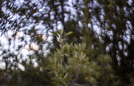 Meyer Optik Gorlitz Domiplan 5 copy