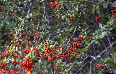 Meyer Optik Gorlitz Domiplan 6 copy