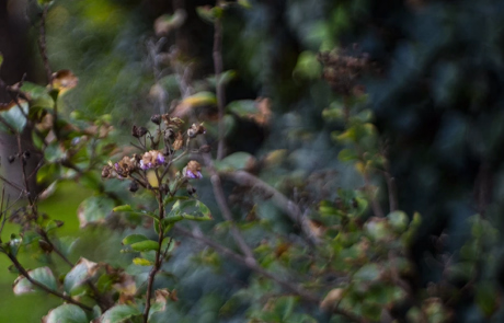 Meyer Optik Gorlitz Domiplan 8 copy